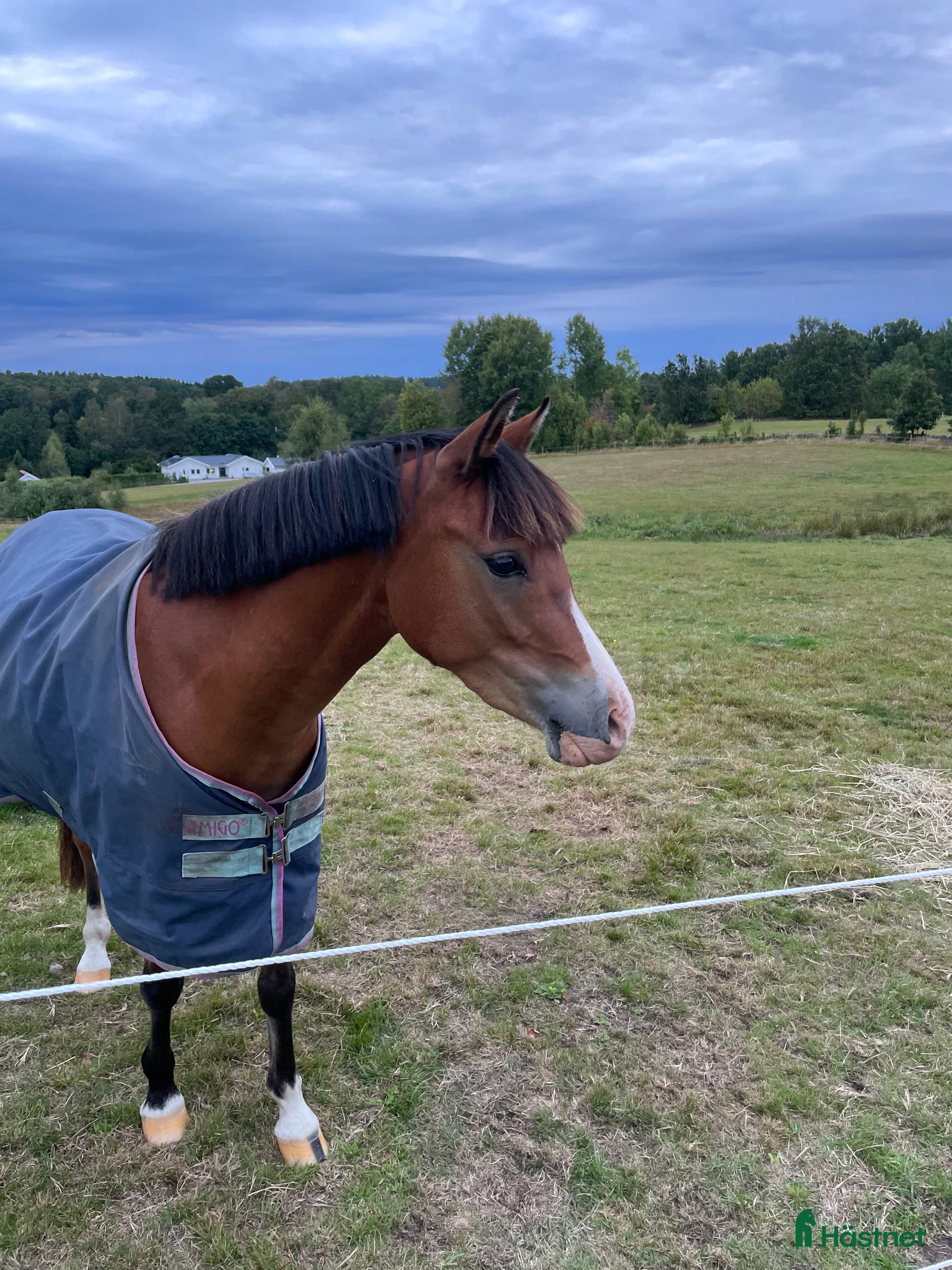  hästservice Inridningshjälp sökes i Alingsås - Annons 3