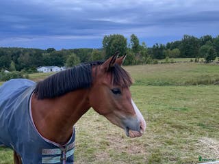 hästservice Inridningshjälp sökes i Alingsås - Annons 3