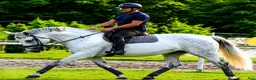 Allround hästar till salu: Magic Silesian - perfect horse for everybody - Annons 4