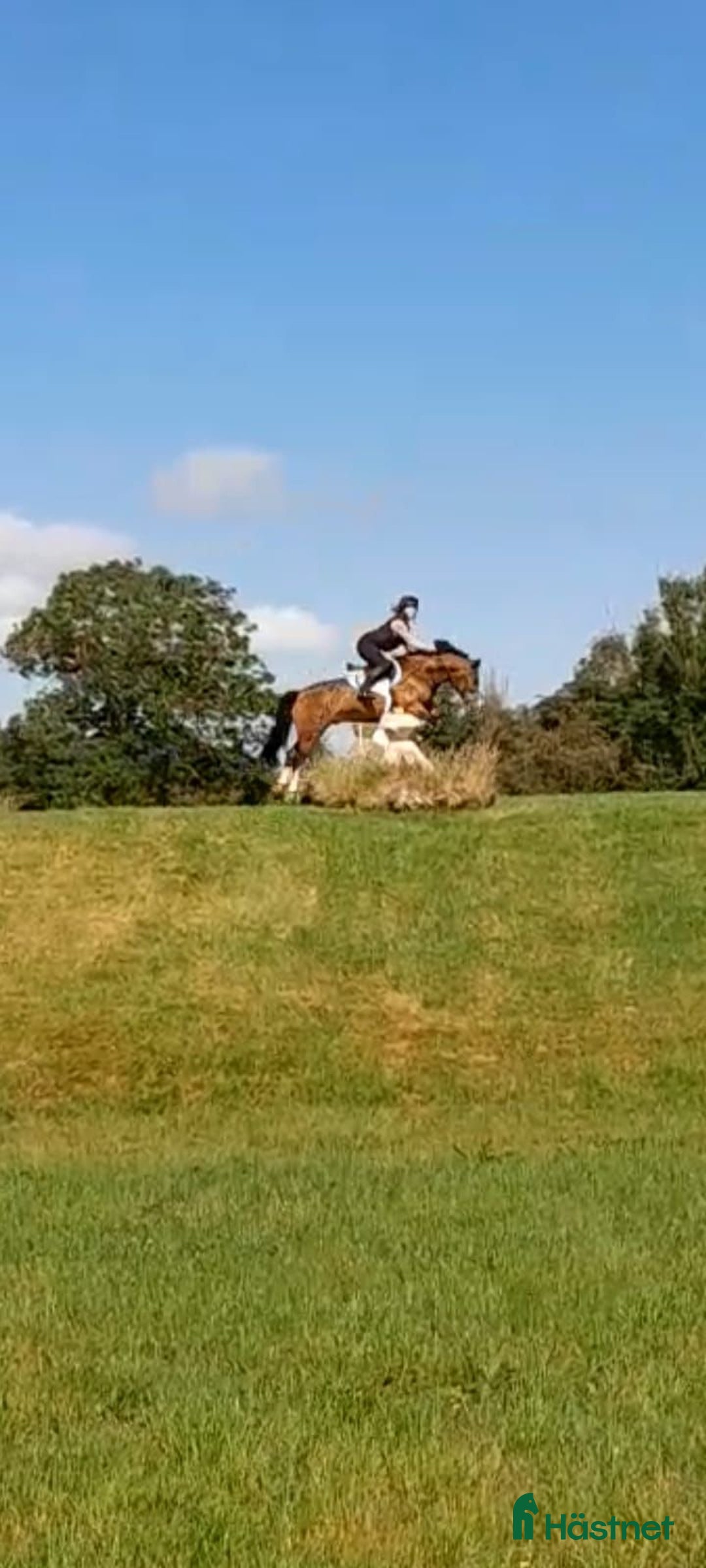 Hoppning hästar till salu: Welsh gelding 140cm i Ljungby - Annons 10