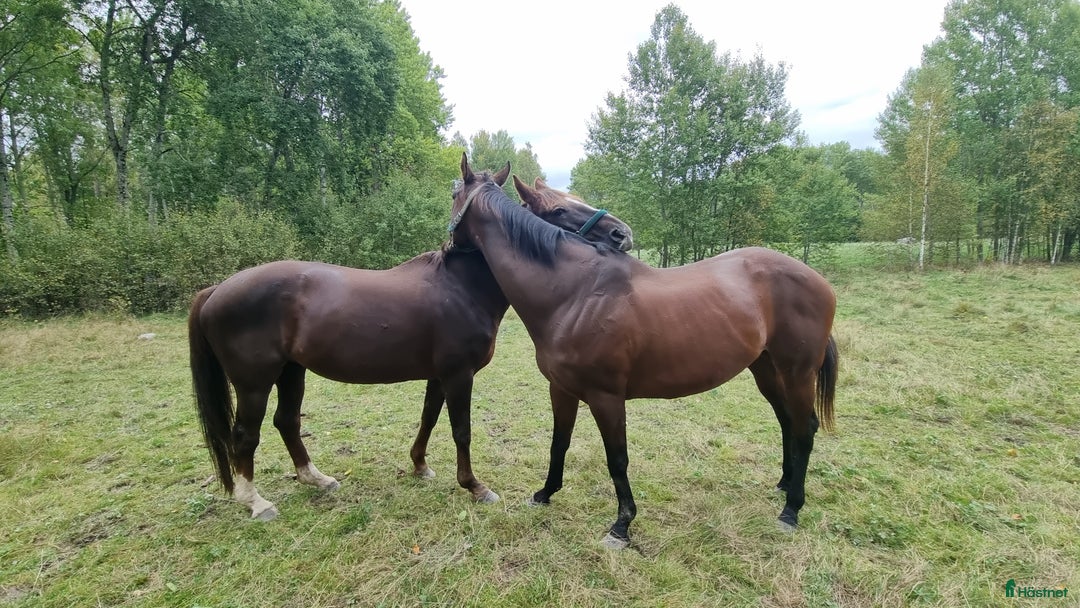  medryttarhäst finnes: Söker medryttare flera hästar.  i Nykvarn - Annons 1