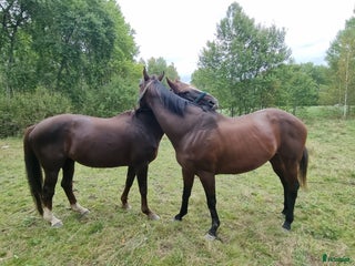 medryttarhäst finnes: Söker medryttare flera hästar. i Nykvarn - Annons 17