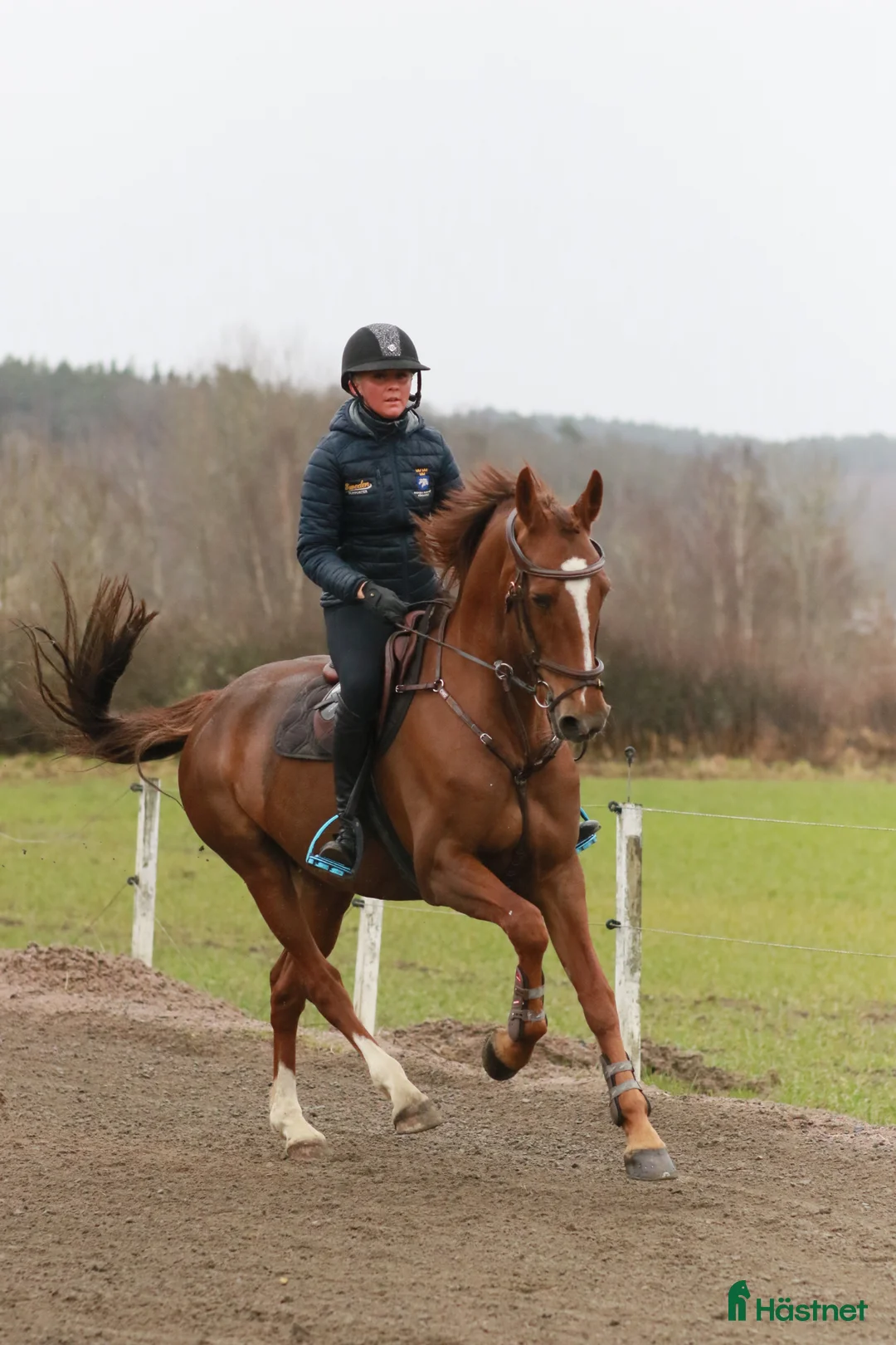 Allround hästar till salu: Allround sto / dressyr - Annons 2