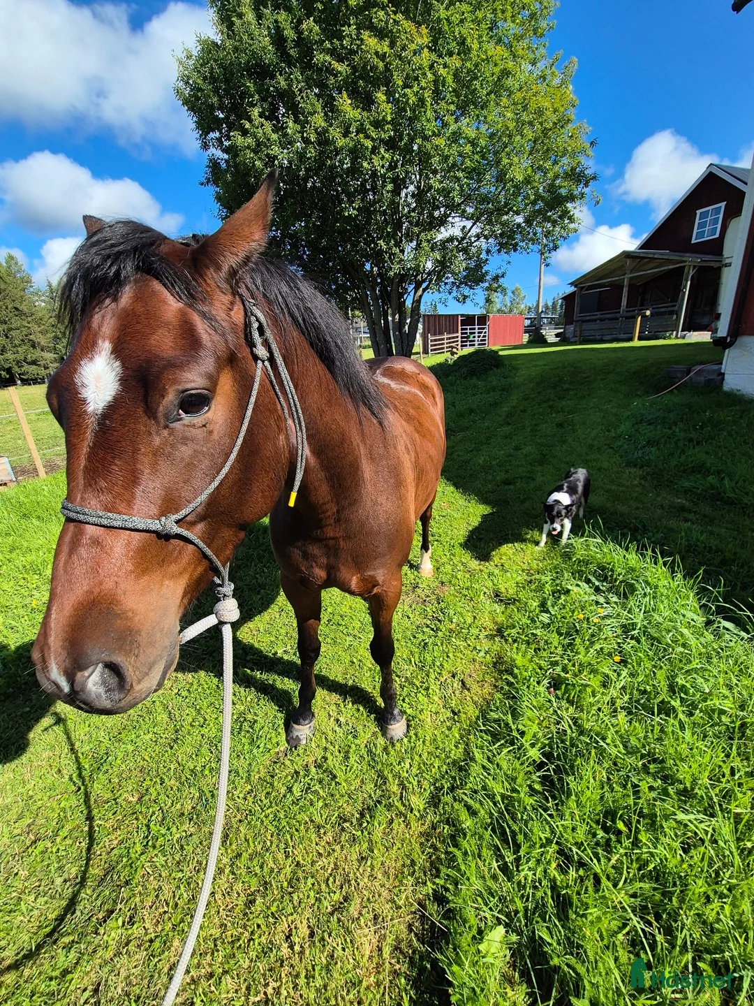 Western hästar till salu: Paintvalack - Annons 3