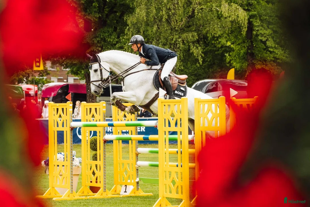  hästjobb finnes: HORSE GROOM / STABLE STAFF WANTED i Helsingborg - Annons 3