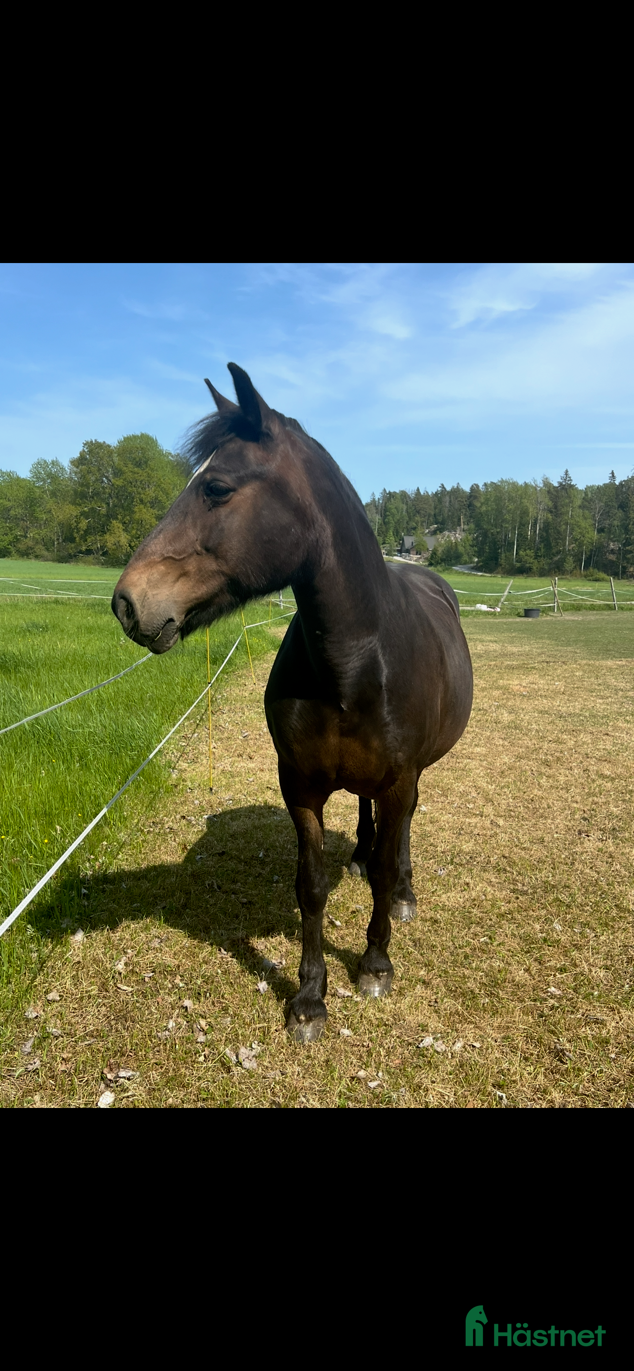  medryttarhäst finnes: Medryttarhäst finnes i Ösmo💝 i Ösmo - Annons 12