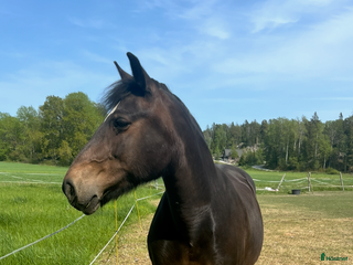 medryttarhäst finnes: Medryttarhäst finnes i Ösmo💝 i Ösmo - Annons 17