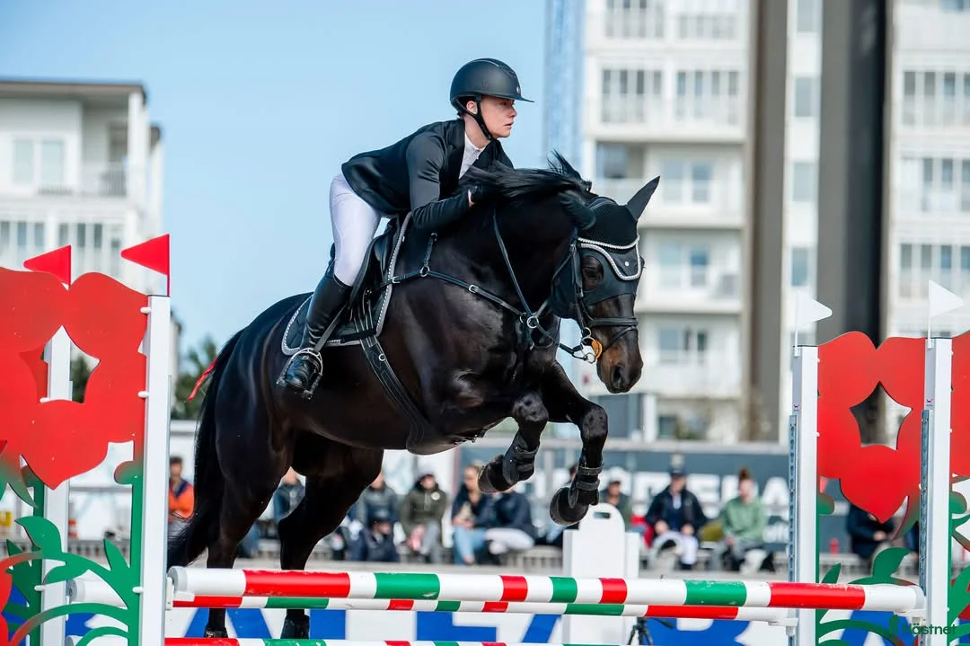 Hoppning hästar till salu: En bästa vän utan begränsningar  i Grisslehamn - Annons 6