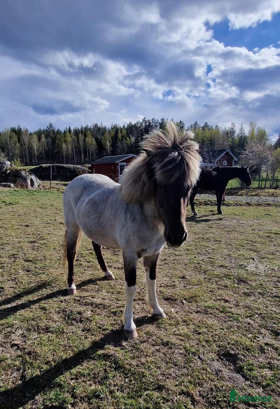 Island hästar till salu: Säljes/bytes - Annons 1