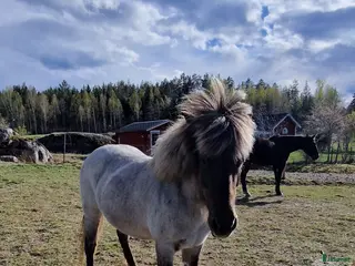 hästar Säljes/bytes - Annons 4