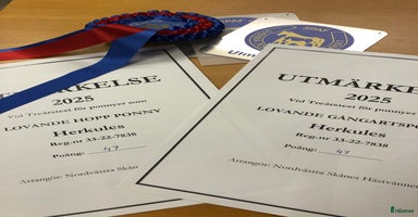  hästar Lovande 3-åring i Förslöv - Annons 16