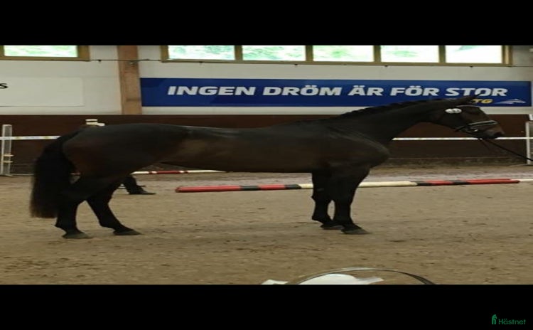  hästar i Vallentuna - Annons 1