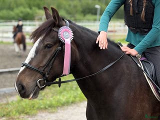 hästar Drömponnyn för hela familjen! i Torslanda - Annons 7