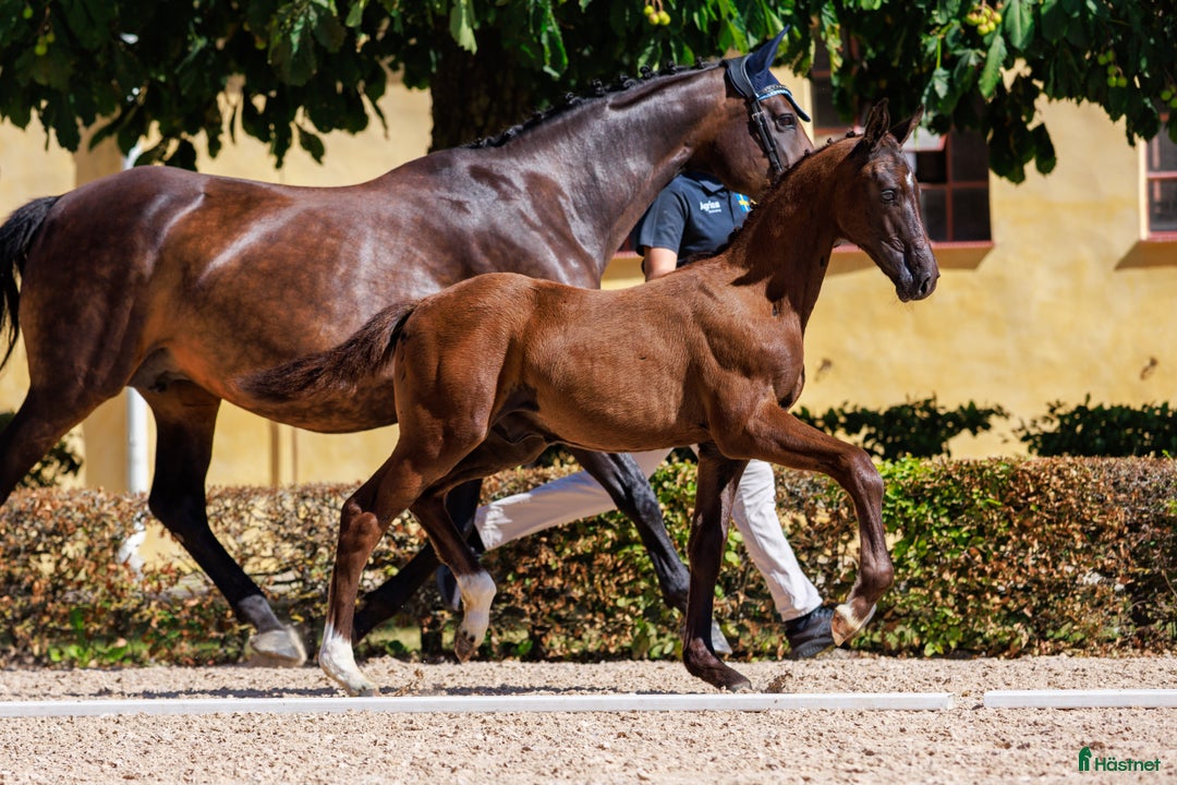 Hoppning hästar till salu: Otroligt vackert hingstföl  i Klippan - Annons 3