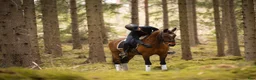  hästjobb finnes: Erfaren dressyrryttare söker jobb - Annons 4
