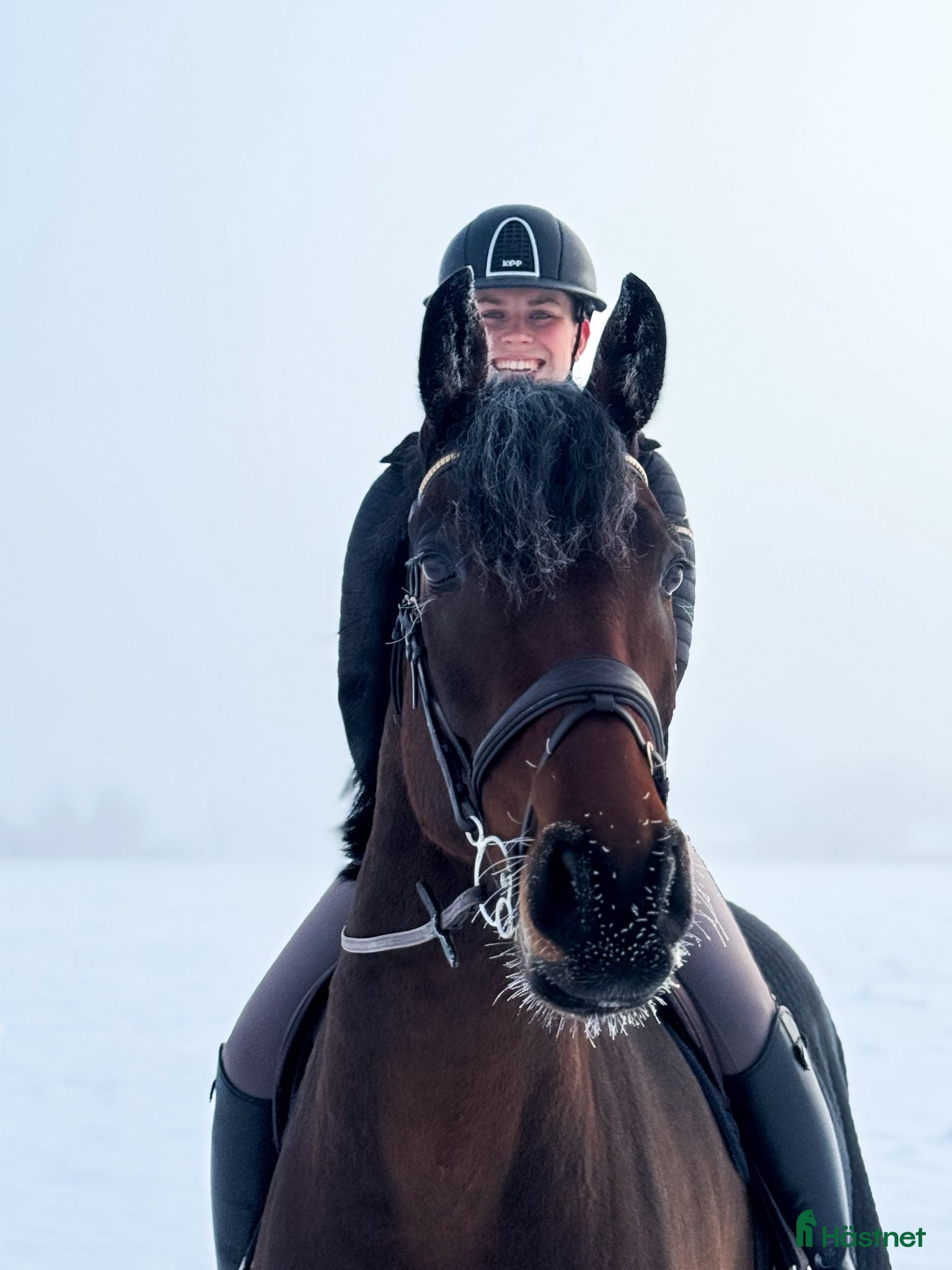  hästar Välutbildad och charmig valack - Annons 2