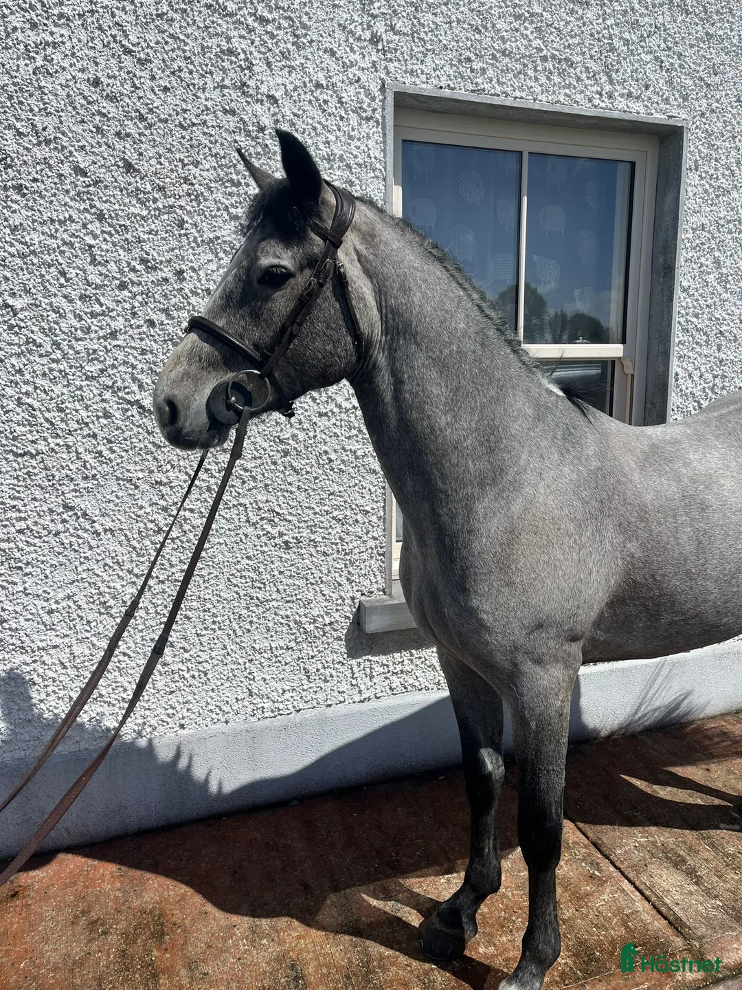Hoppning hästar till salu: Attyrory Horses - Henry  - Annons 1