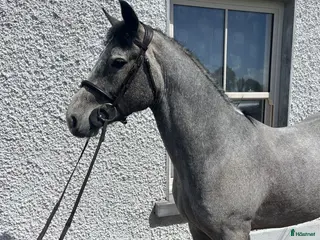 Hoppning hästar till salu: Attyrory Horses - Henry - Annons 1