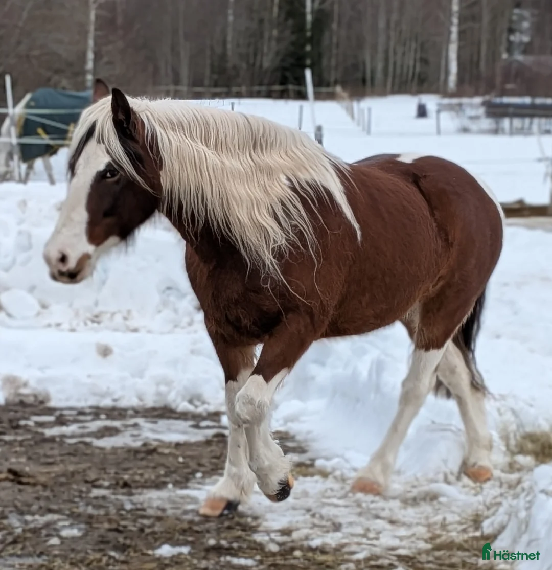 Allround hästar till salu: Tinker/ Paint i Dala-järna - Annons 2