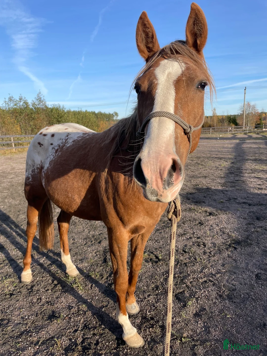 Western hästar till salu:  2,5-årigt sto med potential (PoA / AQH) i Kristinehamn - Annons 1