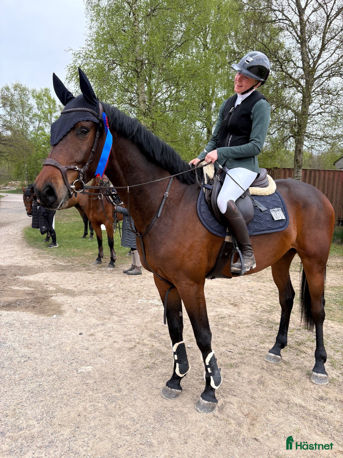  hästar Talangfull 4 åring  - Annons 1