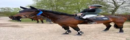Hoppning hästar till salu: Talangfull 4 åring  - Annons 1