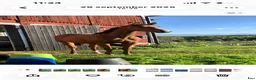 Avelshästar hästar till salu: Den rara lilla hästen med det stora hjärtat  - Annons 1