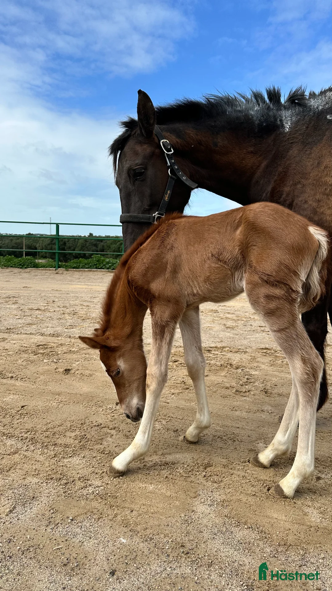 Dressyr hästar till salu: Blandras 75 % PRE i Conil de la Frontera - Annons 2