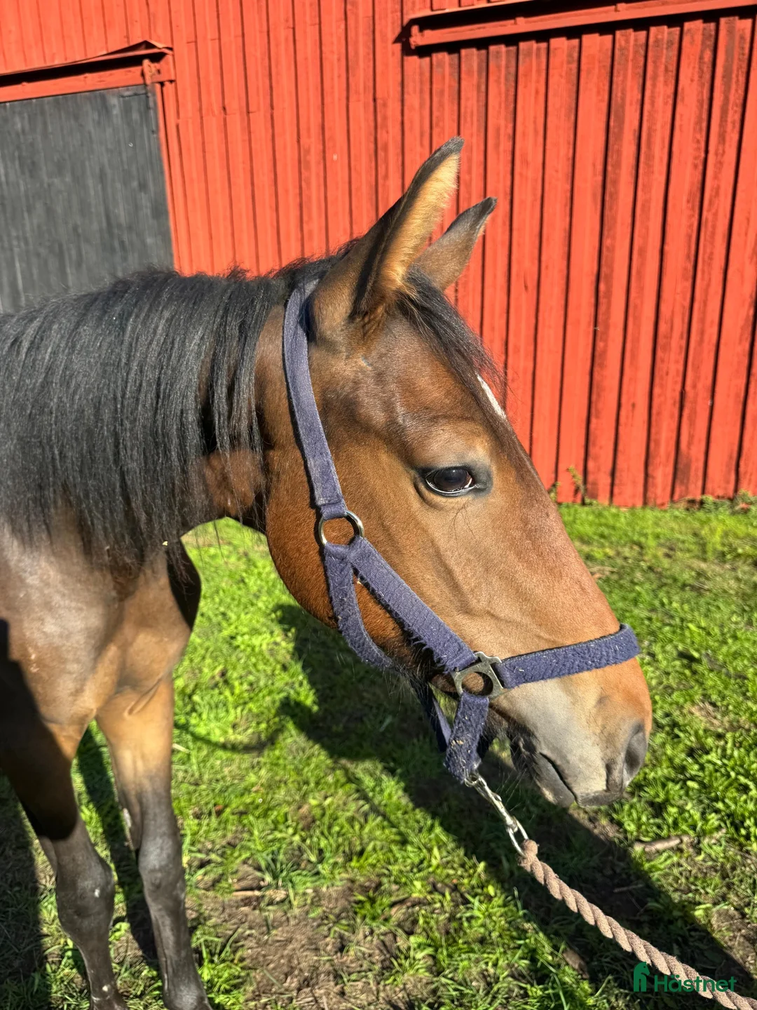 Hoppning hästar till salu: Charmig åring i Bräkne-Hoby - Annons 2