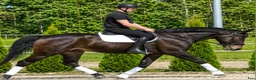 Allround hästar till salu: Premium Allrounder- dressage, driving, jumping - Annons 11