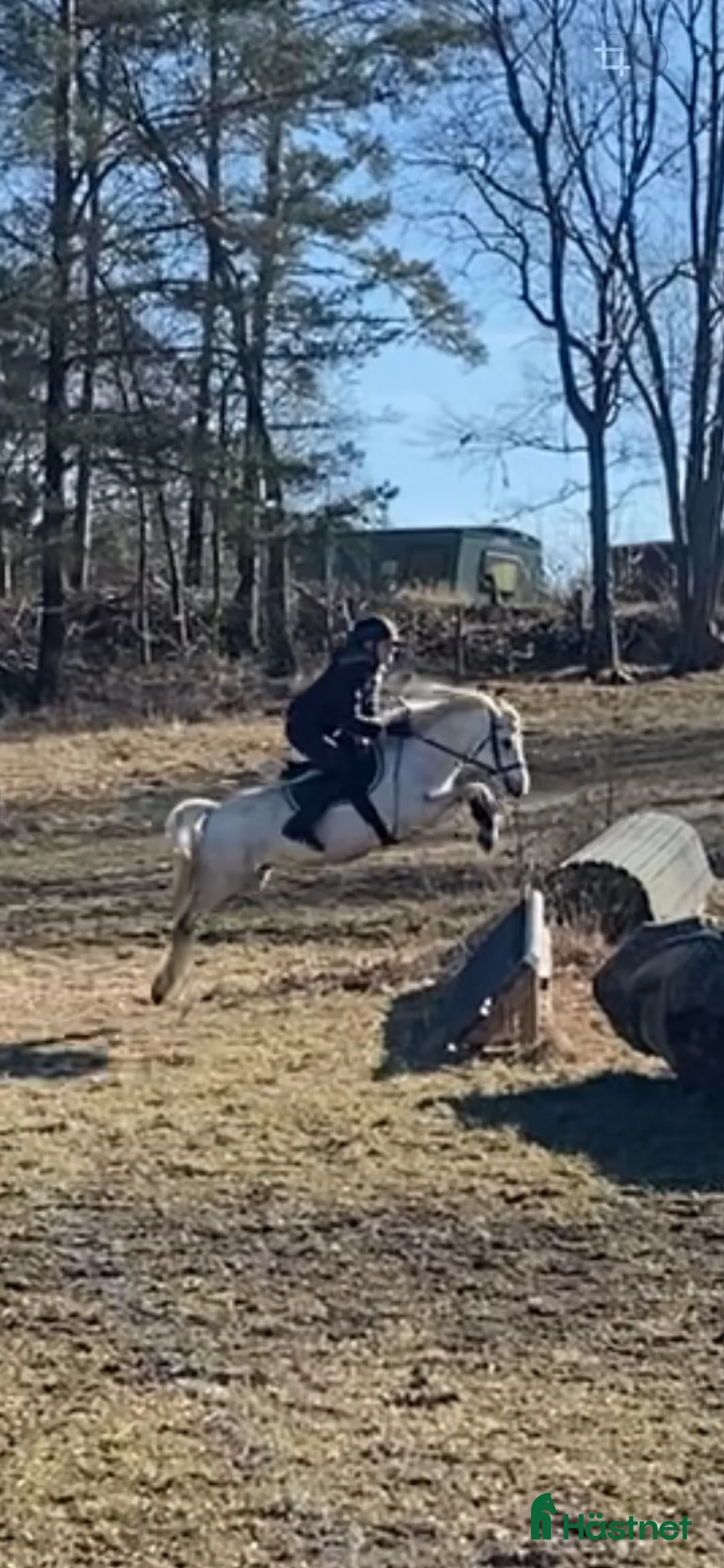  foderhäst finnes: Sagoponny - Annons 3