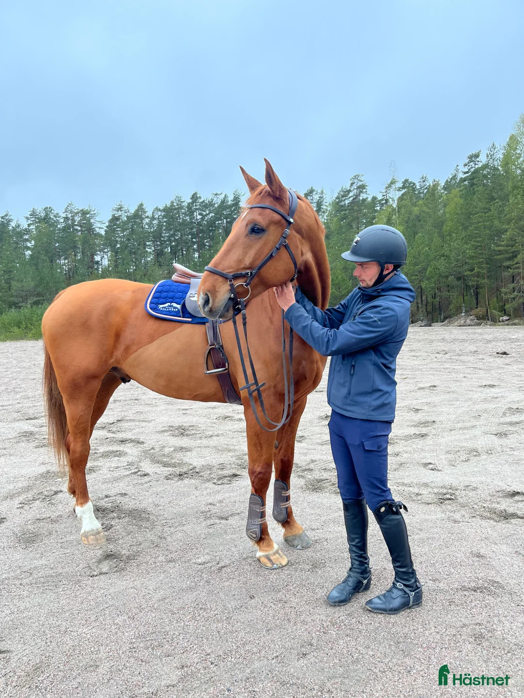 Allround hästar till salu: Vänlig valack - Annons 3