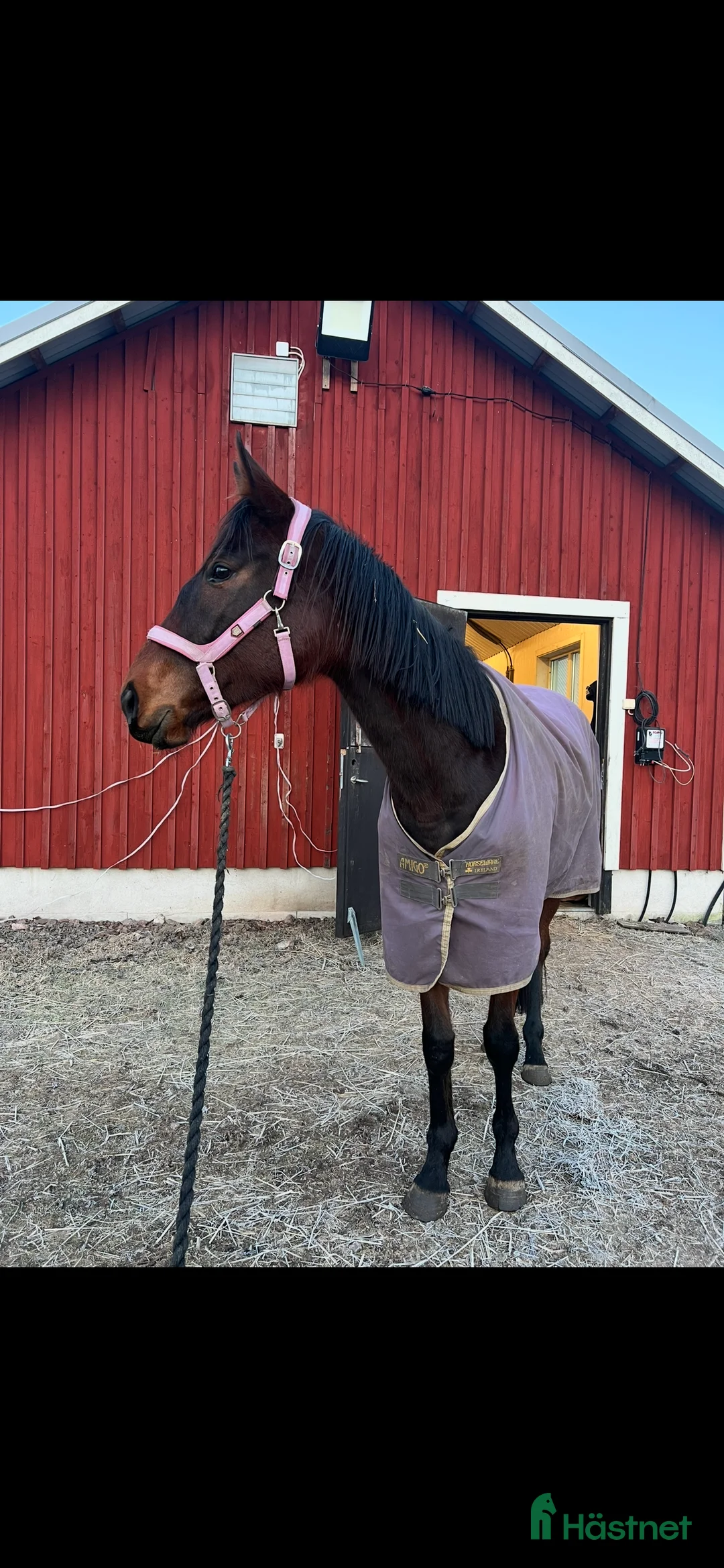 Allround hästar till salu: Sto med mycket personlighet! i Äspered - Annons 4