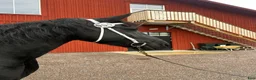 Allround hästar till salu: Superfint Friesersto med prestationshärstammning  - Annons 2