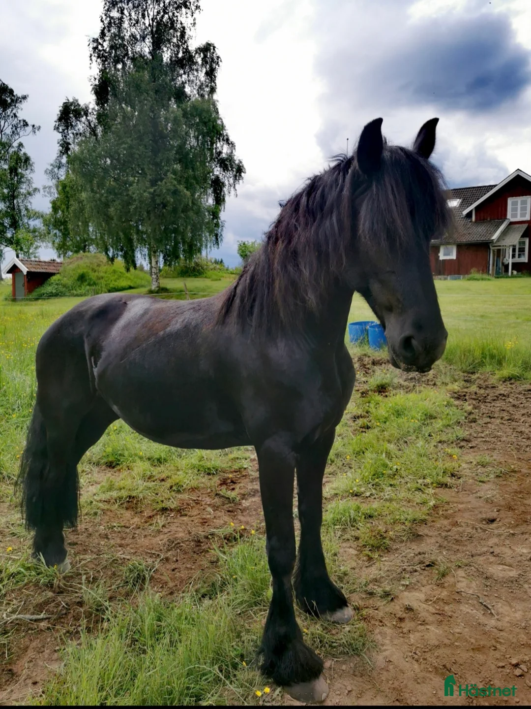 Allround hästar till salu: Underbart friesersto  - Annons 3