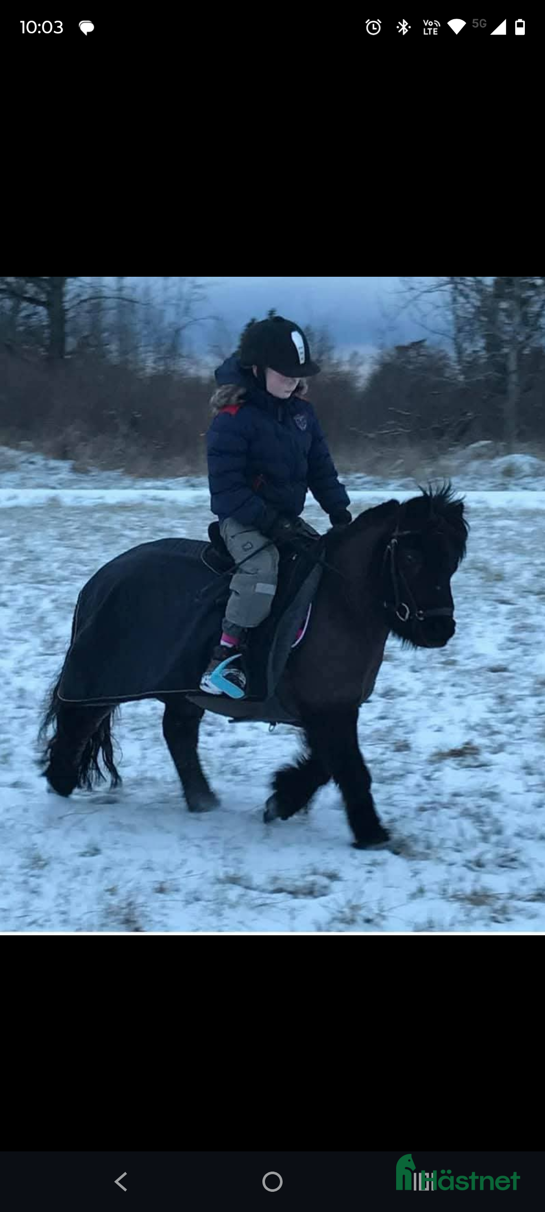 Allround hästar till salu: Underbar shetlandsponny  i Skara - Annons 6