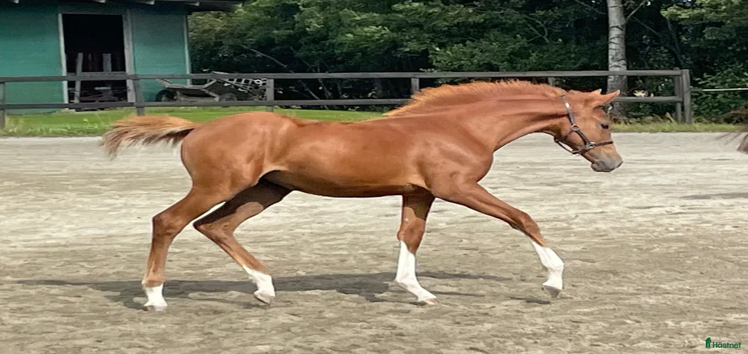 Galleribild {{count}}