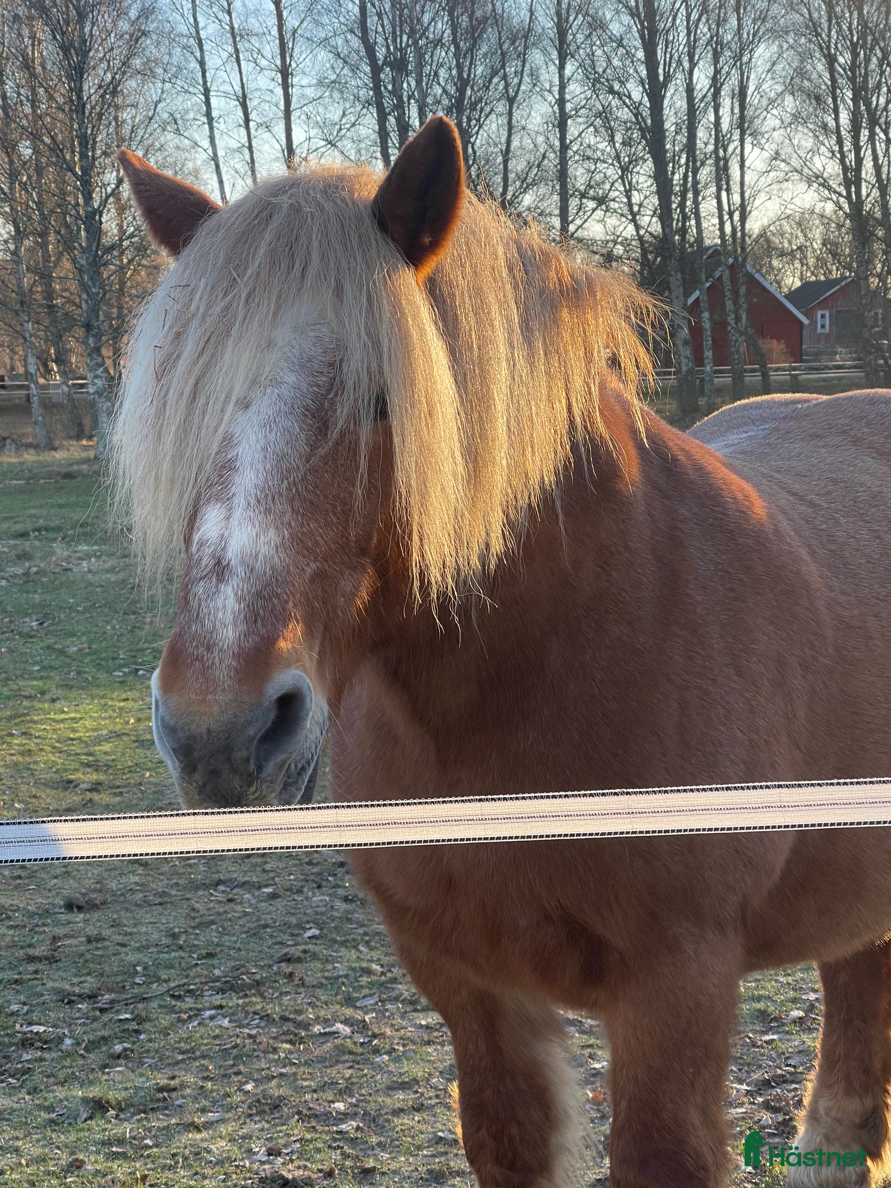  hästar Trevlig ardenner söker ett för alltid hem ♥️ i Torhamn - Annons 2