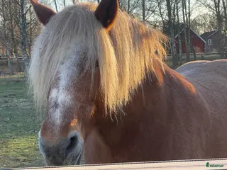 hästar Trevlig ardenner söker ett för alltid hem ♥️ i Torhamn - Annons 2