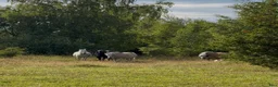  stallplats finnes: Boxplatser  - Annons 13
