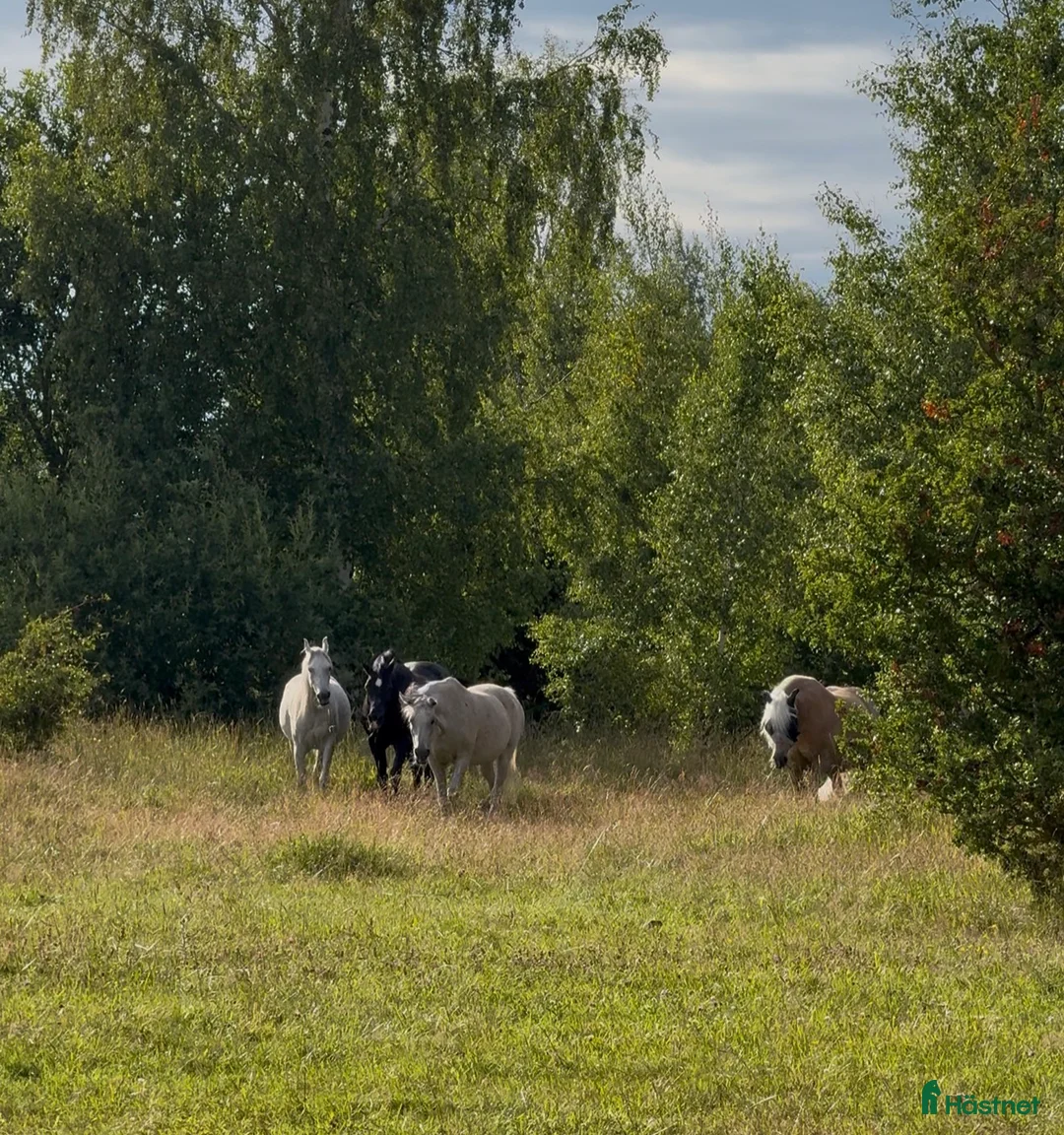  stallplats finnes: Boxplatser  - Annons 13