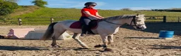 Allround hästar till salu: Irish riding ponies  - Annons 20