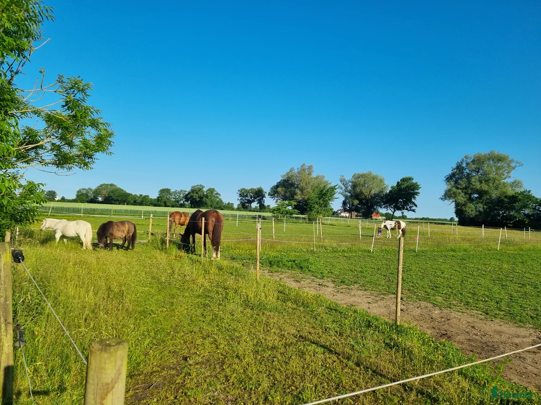  stallplats finnes: Boxplats uthyres i Viken - Annons 2