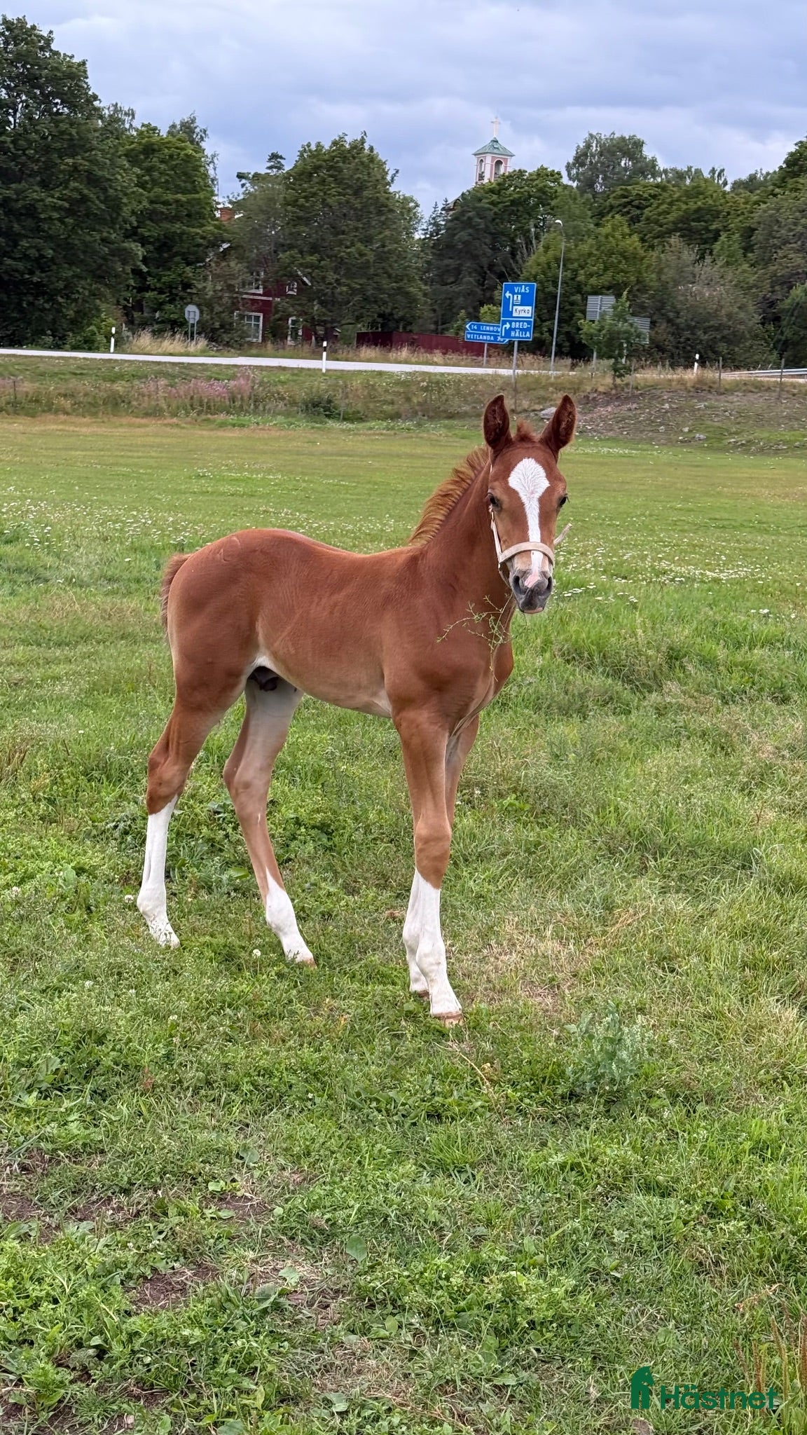  hästar Hingstföl e. Kathmandu - Heartbreaker - Ramiro Z - Annons 14