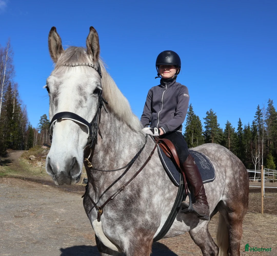 Allround hästar till salu: RIDSKOLA / VERKSAMHET / Valack 174 cm - Annons 2