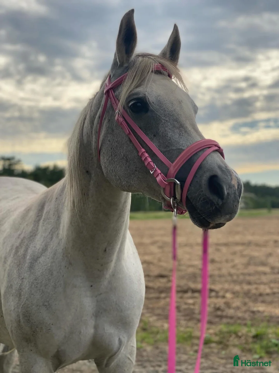 Allround hästar till salu: Trevligt sto i Kristianstad - Annons 1