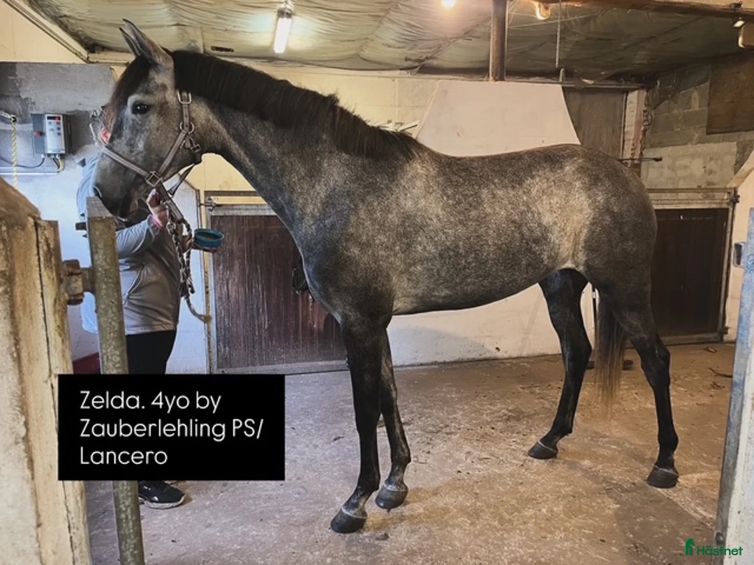 Dressyr hästar till salu: 4 årig spansk varmblods sto i Vadum - Annons 2