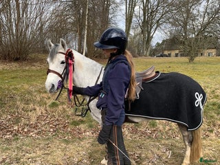 hästar En oslipad diamant i Ytterby - Annons 14