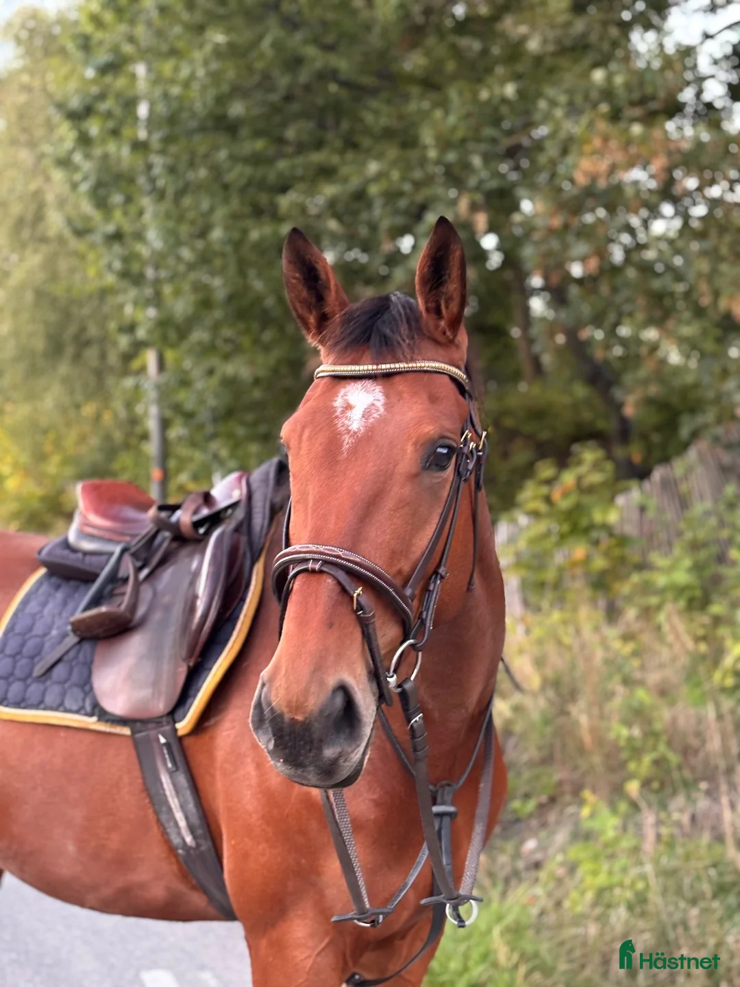  medryttarhäst finnes: Flingan snart 6 år söker medryttare  i Staffanstorp - Annons 1