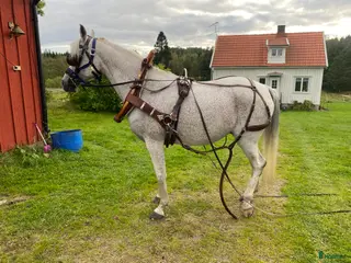 Körselar körning till salu: Komplett nästan ny Svenljunga sele med huvudlag i Kungälv - Annons 9